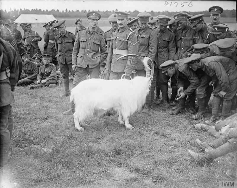 The white goat mascot of the 2nd Battalion, Royal Welsh Fusiliers, and soldier-spectators at the 33rd Division Horse Show at Cavillon, 18 July 1917. Imperial War Museum image Q5691